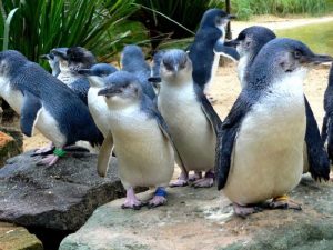 Малые пингвины фото